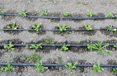Drip Tape Irrigation - Irrigation Iredell County, North Carolina